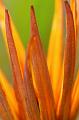 Gazania-Spikes