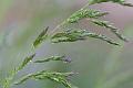 Grass-Seed
