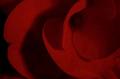 Lady-in-Red