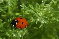 Ladybird