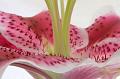 Lilly-Bowl