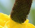 Mexican-Hat