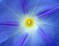 Morning-Glory