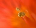 Orange-Fire