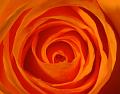 Orange-Rose