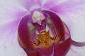 Orchid-Irridescence