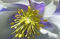 Our-State-Flower