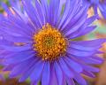 Pastel-Purple