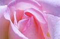 Petal-Pink
