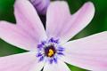 Purple-Phlox