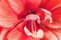Red-Amarylilis