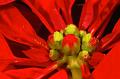 Red-Poinsettia-Buds