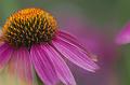 Rhapsody_in_Pink_and_Orange