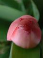 Spring-is-Here