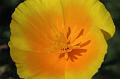 Sunny-Side-Up
