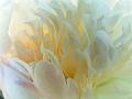 The-Many-Colors-of-White