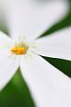 White-Phlox