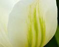White-Tulip