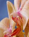 Yellow-Orchids-in-a-Row