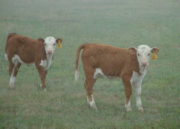 Calves-in-the-Mist.jpg