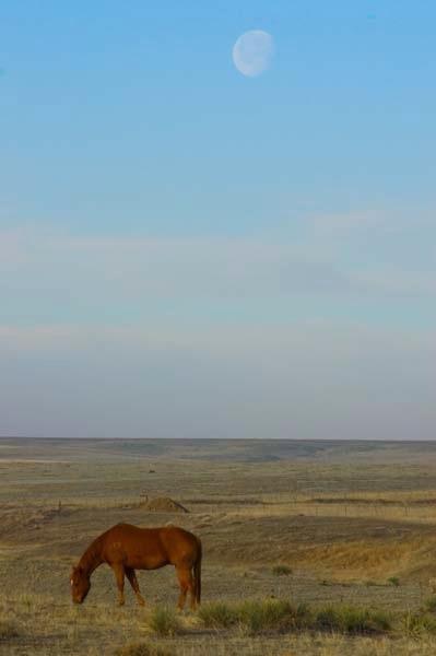 Horse-under-a-moon.jpg