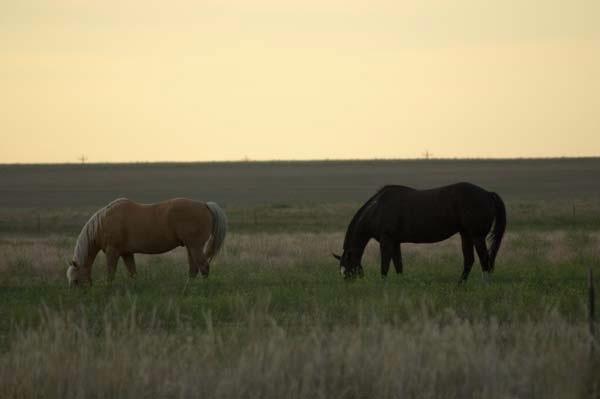 Horses-Grazing.jpg