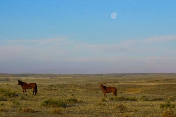 Horses-under-a-moonset.jpg