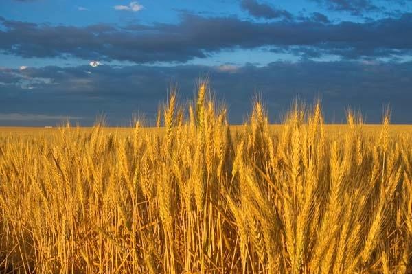 Wheat-Field.jpg