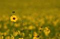 Black-eyed-Susans-on-the-Plains