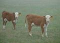 Calves-in-the-Mist