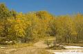 Cottonwoods-in-Kiowa-Creekbed