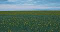 Field-of-Susans