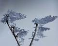 Frost-Crystals