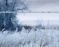Frosty-Barbed-Wire