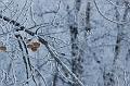 Heavily-Frosted-Cottonwoods