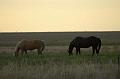 Horses-Grazing