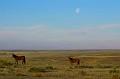 Horses-under-a-moonset