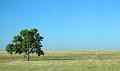 Solitary-Tree-on-the-Prairie_Panorama