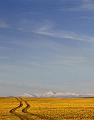 Wagon-Tracks-Edit
