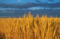 Wheat-Field