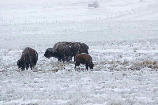 Buffalo_in_the_Frost.jpg
