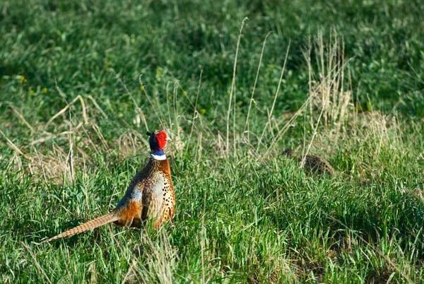 Courting_Pheasant.jpg