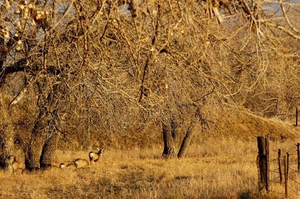 Deer-in-Bennett-Creekbed.jpg