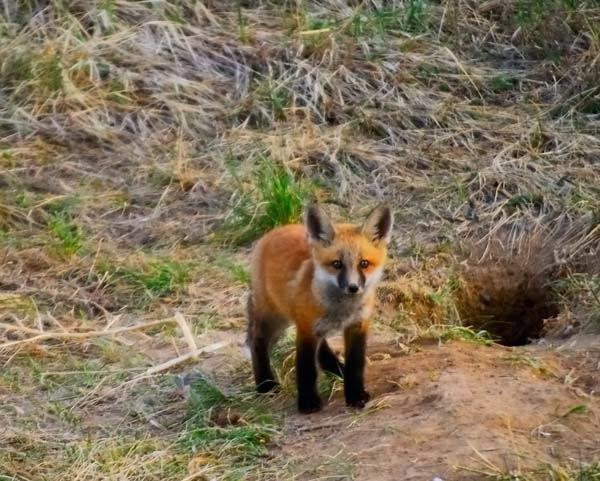 Fox_Cub.jpg