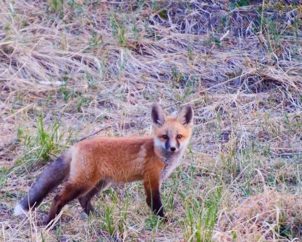 Fox_Cub_Stance.jpg