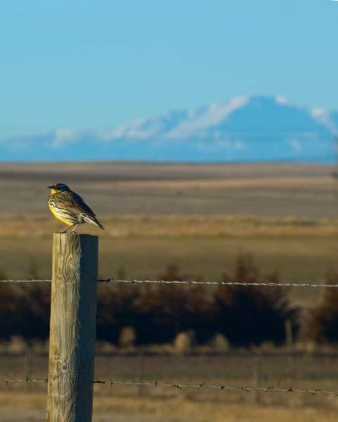 Meadow_Lark_posing_in_front_of_Pikes_Peak.jpg