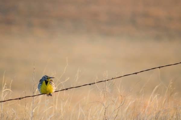 Meadowlark.jpg