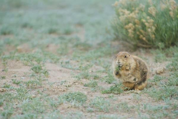 Munching_Prairie_Dog.jpg