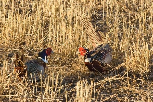 Pheasant_Encounter.jpg