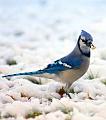 Bluejay